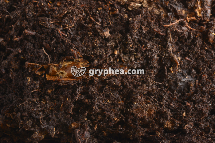 Zone humifère du sol - gryphea.com